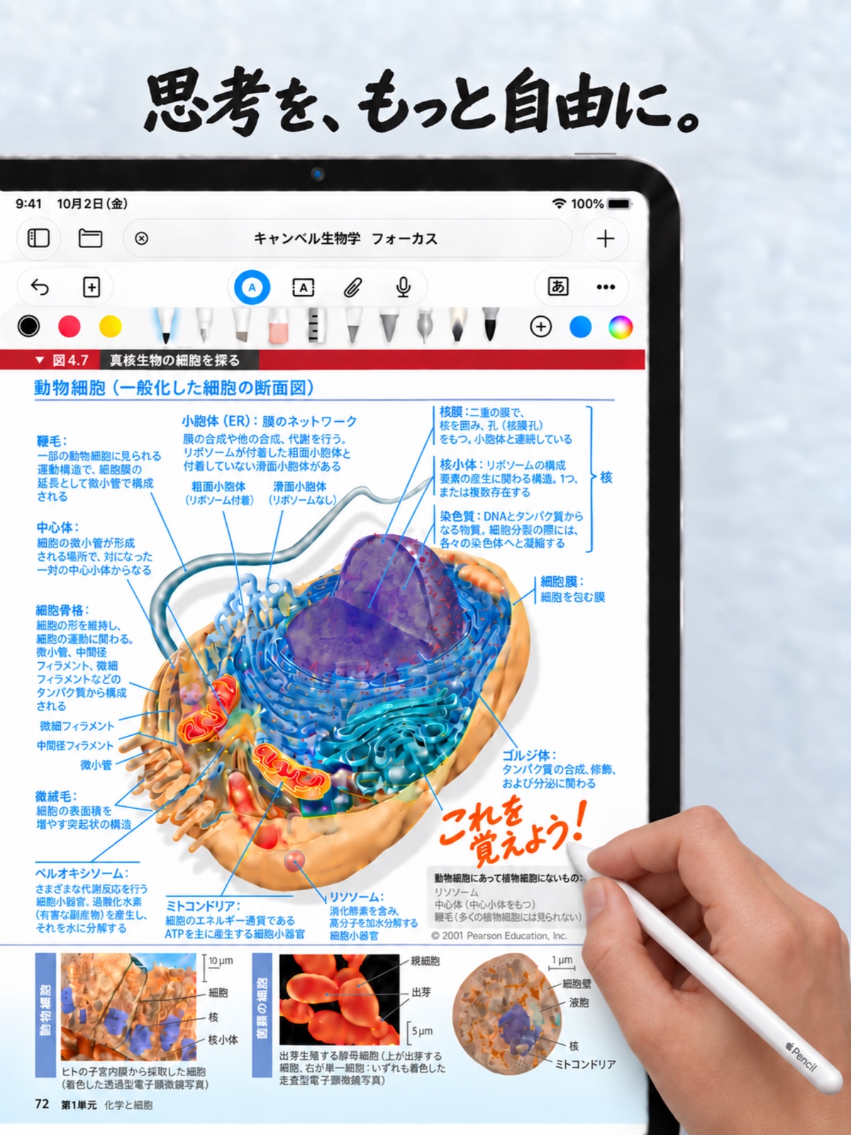 Pencilで教科書PDFにApple Pencilで書き込みを行っている様子